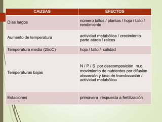 Influencia de las condiciones climáticas sobre su crecimiento y requerimiento de nutrientes CAUSAS EFECTOS 
Días largos número tallos / plantas / hoja / tallo / 
rendimiento 
Aumento de temperatura actividad metabólica / crecimiento 
parte aérea / raíces 
Temperatura media (25oC) hoja / tallo / calidad 
Temperaturas bajas 
N / P / S por descomposición m.o. 
movimiento de nutrientes por difusión 
absorción y tasa de translocación / 
actividad metabólica 
Estaciones primavera respuesta a fertilización 
 