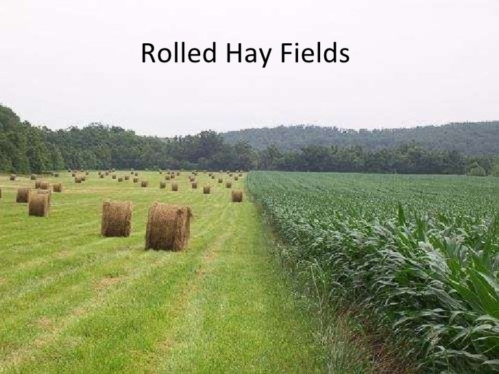 alfalfa hay field 2 728