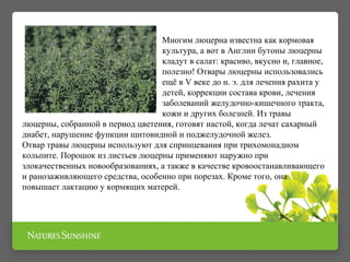 Многим люцерна известна как кормовая
культура, а вот в Англии бутоны люцерны
кладут в салат: красиво, вкусно и, главное,
полезно! Отвары люцерны использовались
ещё в V веке до н. э. для лечения рахита у
детей, коррекции состава крови, лечения
заболеваний желудочно-кишечного тракта,
кожи и других болезней. Из травы
люцерны, собранной в период цветения, готовят настой, когда лечат сахарный
диабет, нарушение функции щитовидной и поджелудочной желез.
Отвар травы люцерны используют для спринцевания при трихомонадном
кольпите. Порошок из листьев люцерны применяют наружно при
злокачественных новообразованиях, а также в качестве кровоостанавливающего
и ранозаживляющего средства, особенно при порезах. Кроме того, она
повышает лактацию у кормящих матерей.
 