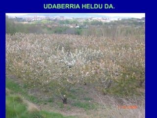UDABERRIA HELDU DA. 