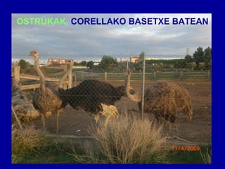 OSTRUKAK,  CORELLAKO   BASETXE BATEAN 