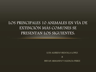 LUIS ALFREDO BEDOLLA LOPEZ
&
BRYAN ARMANDO VALENCIA PEREZ
LOS PRINCIPALES 10 ANIMALES EN VÍA DE
EXTINCIÓN MÁS COMUNES SE
PRESENTAN LOS SIGUIENTES:
 