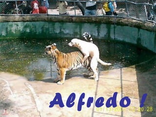 Alfredo ! 