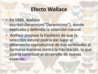 Efecto Wallace
• En 1889, Wallace
escribió Darwinism("Darwinismo"), donde
explicaba y defendía la selección natural.
• Wallace propuso la hipótesis de que la
selección natural podría dar lugar al
aislamiento reproductivo de dos variedades al
formarse barreras contra la hibridación, lo que
podría contribuir al desarrollo de nuevas
especies.

 