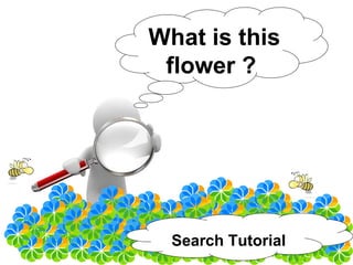 What is this
 flower ?




  Search Tutorial
 