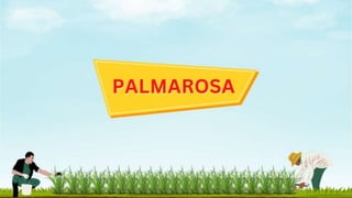 PALMAROSA (Cymbopogon martinii)