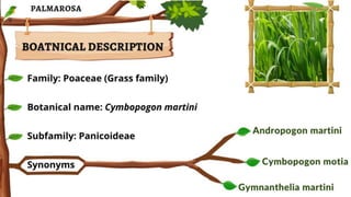 PALMAROSA (Cymbopogon martinii)