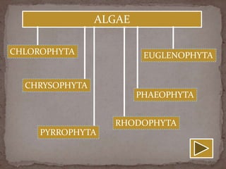 ALGAE

CHLOROPHYTA              EUGLENOPHYTA


  CHRYSOPHYTA
                        PHAEOPHYTA


                  RHODOPHYTA
     PYRROPHYTA
 