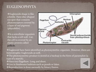EUGLENOPHYTA
Euglenoids shape is like
a bottle. Have disc-shaped
eye spot that contains
photoreceptors covered by
a layer of red pigment
(phycobilin).

Is a unicellular organism
that lacks a cell wall. Cut,
the cell is covered by an
elastic protein called
pellicle.
Euglenoid have been identified as photosyntethic organism. However, there are
heterotrophic Euglenoids as well.
The photosyntethic product is stored as a backup in the form of paramylon (a
type of a starch).
Have two flagellum. Long and short.
Live in freshwater habitats such as ponds or lakes.
Reproduction is done asexually by binary fission.
 