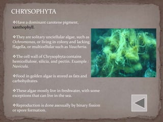 CHRYSOPHYTA
Have a dominant carotene pigment,
xanthophyll.

They are solitary unciellular algae, such as
Ochromonas, or living in colony and lacking
flagella, or multicellular such as Vaucheria.

The cell wall of Chrysophyta contains
hemicellulose, silicia, and pectin. Example :
Navicula.

Food in golden algae is stored as fats and
carbohydrates.

These algae mostly live in freshwater, with some
exceptions that can live in the sea.

Reproduction is done asexually by binary fission
or spore formation.
 