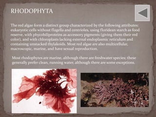 RHODOPHYTA

The red algae form a distinct group characterized by the following attributes:
eukaryotic cells without flagella and centrioles, using floridean starch as food
reserve, with phycobiliproteins as accessory pigments (giving them their red
color), and with chloroplasts lacking external endoplasmic reticulum and
containing unstacked thylakoids. Most red algae are also multicellular,
macroscopic, marine, and have sexual reproduction.

Most rhodophytes are marine, although there are freshwater species; these
generally prefer clean, running water, although there are some exceptions.
 