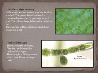 •Unicellular algae in colony
Cells are dependent on one another for their
survival. The protoplast of each cell is
connected to another by pores on the cell
wall. The colony shape is like a disc, a ball, or
net.
The example is Hydrodictyon which have
shape like a net




•Multicellular algae
There are forms of thread,
filament, and sheet-like
multicellular algae.
The example is Oedogonium
which have filament shape
body.
 