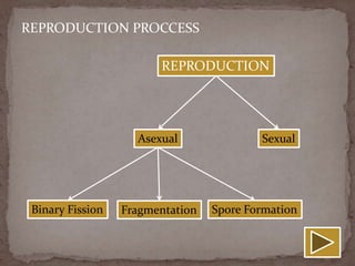 REPRODUCTION PROCCESS

                        REPRODUCTION




                    Asexual               Sexual




 Binary Fission   Fragmentation   Spore Formation
 