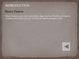 REPRODUCTION
Binary Fission
Binary Fission occurs only in unicellular algae. Such as Chlorella and Euglena.
A mother cell divided into two to form two identical daughter cells.
 