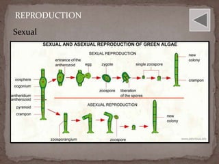 REPRODUCTION
Sexual
 