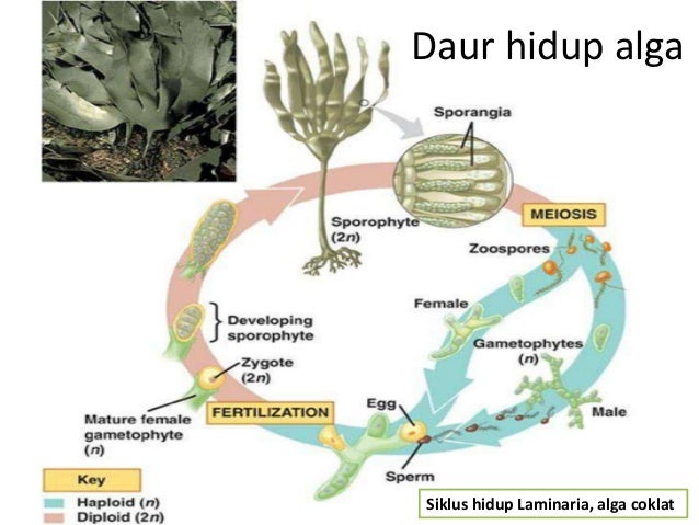 Gambar Alga Coklat - GAMBAR TERBARU HD