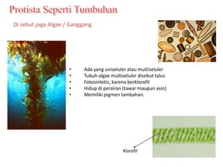 Protista adalah mikroorganisme eukariota yang bukan hewan, tumbuhan ...