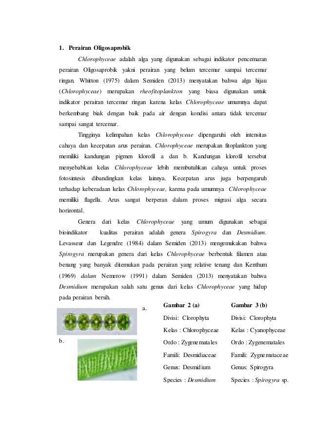 Salah Satu Ciri Perairan Yang Tercemar Adalah Ini Cirinya