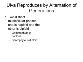 Ulva Reproduces by Alternation of
           Generations
• Two distinct
  multicellular phases-
  one is haploid and the
  other is diploid
  – Gametophyte is
    haploid
  – Sporophyte is diploid
 
