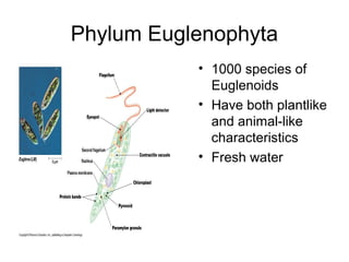 Phylum Euglenophyta
           • 1000 species of
             Euglenoids
           • Have both plantlike
             and animal-like
             characteristics
           • Fresh water
 