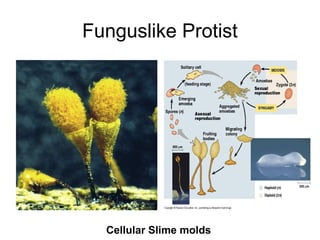 Funguslike Protist




  Cellular Slime molds
 