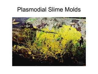 Plasmodial Slime Molds
 