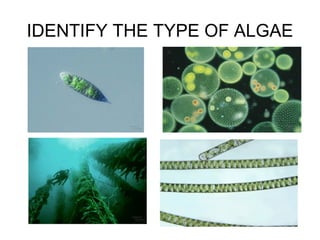 IDENTIFY THE TYPE OF ALGAE
 