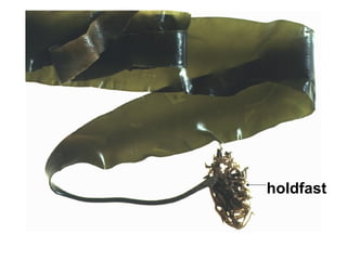 holdfast
 