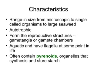 Characteristics
• Range in size from microscopic to single
  celled organisms to large seaweed
• Autotrophic
• Form the re...