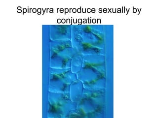 Spirogyra reproduce sexually by
          conjugation
 