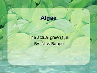 Algae The actual green fuel By: Nick Bappe 