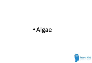 •Algae
 