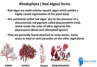 Rhodophyta ( Red Algae) forms
• Red algae are multi-cellular aquatic algae which exhibit a
        highly varied organization of the plant body
• Are commonly called 'red algae' due to the presence of a
        characteristic red pigment called phycoerythrin (red),
        which masks the color of other pigments like
        phycocyanin (blue) and chlorophyll (green)
• They are generally found attached to rocky stones. Some
       occur as total or semi parasites on the other algal plants
 