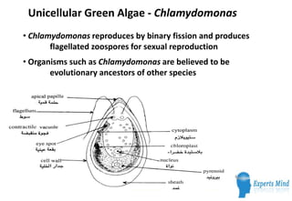 Unicellular Green Algae - Chlamydomonas
• Chlamydomonas reproduces by binary fission and produces
       flagellated zoospores for sexual reproduction
• Organisms such as Chlamydomonas are believed to be
       evolutionary ancestors of other species
 