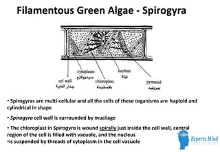 Filamentous Green Algae - Spirogyra




• Spirogyras are multi-cellular and all the cells of these organisms are haploid and
cylindrical in shape
• Spirogyra cell wall is surrounded by mucilage
• The chloroplast in Spirogyra is wound spirally just inside the cell wall, central
region of the cell is filled with vacuole, and the nucleus
•is suspended by threads of cytoplasm in the cell vacuole
 