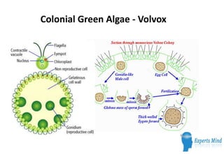 Colonial Green Algae - Volvox
 