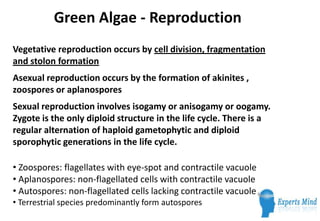 Green Algae - Reproduction
Vegetative reproduction occurs by cell division, fragmentation
and stolon formation
Asexual rep...