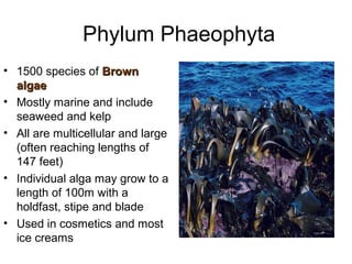 Phylum Phaeophyta 
• 1500 species of BBrroowwnn 
aallggaaee 
• Mostly marine and include 
seaweed and kelp 
• All are multicellular and large 
(often reaching lengths of 
147 feet) 
• Individual alga may grow to a 
length of 100m with a 
holdfast, stipe and blade 
• Used in cosmetics and most 
ice creams 
 