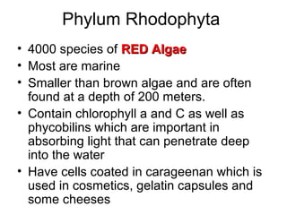 Phylum Rhodophyta 
• 4000 species of RREEDD AAllggaaee 
• Most are marine 
• Smaller than brown algae and are often 
found at a depth of 200 meters. 
• Contain chlorophyll a and C as well as 
phycobilins which are important in 
absorbing light that can penetrate deep 
into the water 
• Have cells coated in carageenan which is 
used in cosmetics, gelatin capsules and 
some cheeses 
 