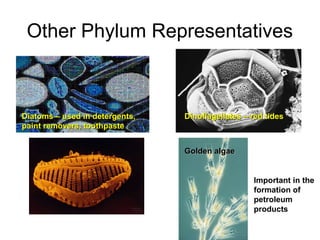 Other Phylum Representatives 
DDiiaattoommss –– uusseedd iinn ddeetteerrggeennttss,, 
ppaaiinntt rreemmoovveerrss,, ttooootthhppaassttee 
DDiinnooffllaaggeellllaatteess –– rreedd ttiiddeess 
Important in the 
formation of 
petroleum 
products 
GGoollddeenn aallggaaee 
 