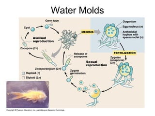 Water Molds 
