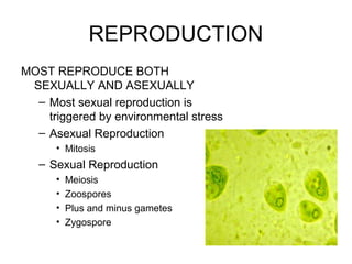 REPRODUCTION 
MOST REPRODUCE BOTH 
SEXUALLY AND ASEXUALLY 
– Most sexual reproduction is 
triggered by environmental stress 
– Asexual Reproduction 
• Mitosis 
– Sexual Reproduction 
• Meiosis 
• Zoospores 
• Plus and minus gametes 
• Zygospore 
 