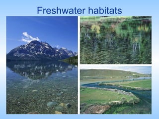 Freshwater habitats
 