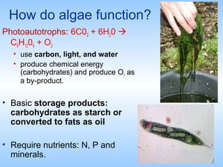 How do algae function?
Photoautotrophs: 6C02 + 6H20 
C6H1206 + O2
• use carbon, light, and water
• produce chemical energ...