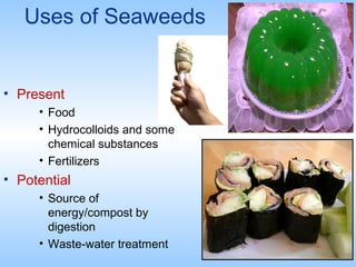 Uses of Seaweeds
• Present
• Food
• Hydrocolloids and some
chemical substances
• Fertilizers
• Potential
• Source of
energ...