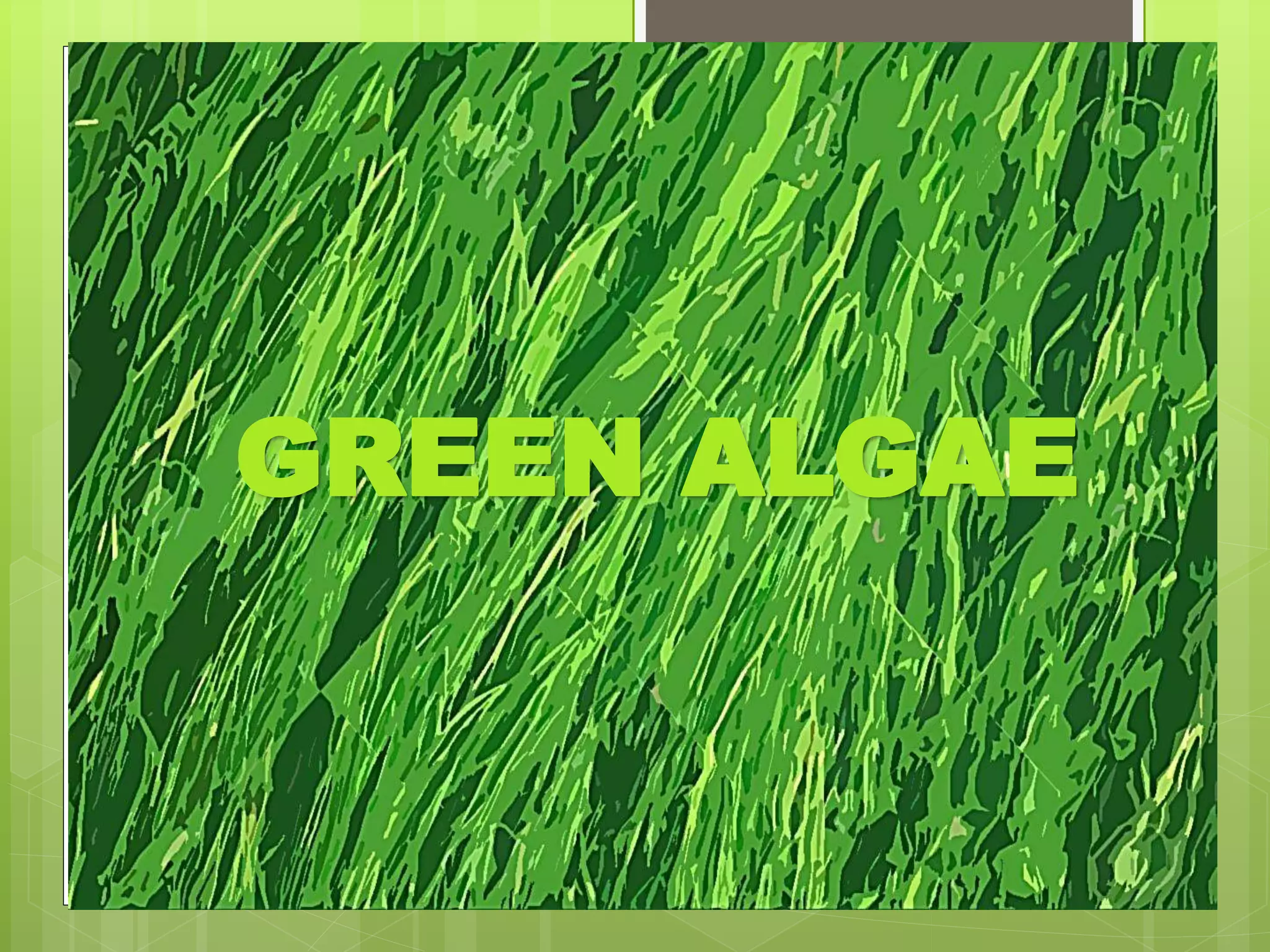 GREEN ALGAE
 
