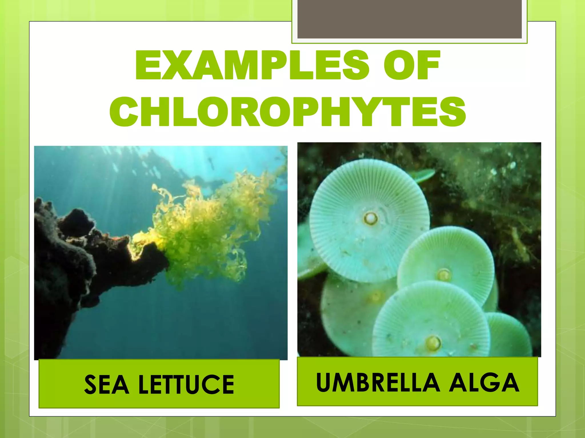 EXAMPLES OF
CHLOROPHYTES
SEA LETTUCE UMBRELLA ALGA
 