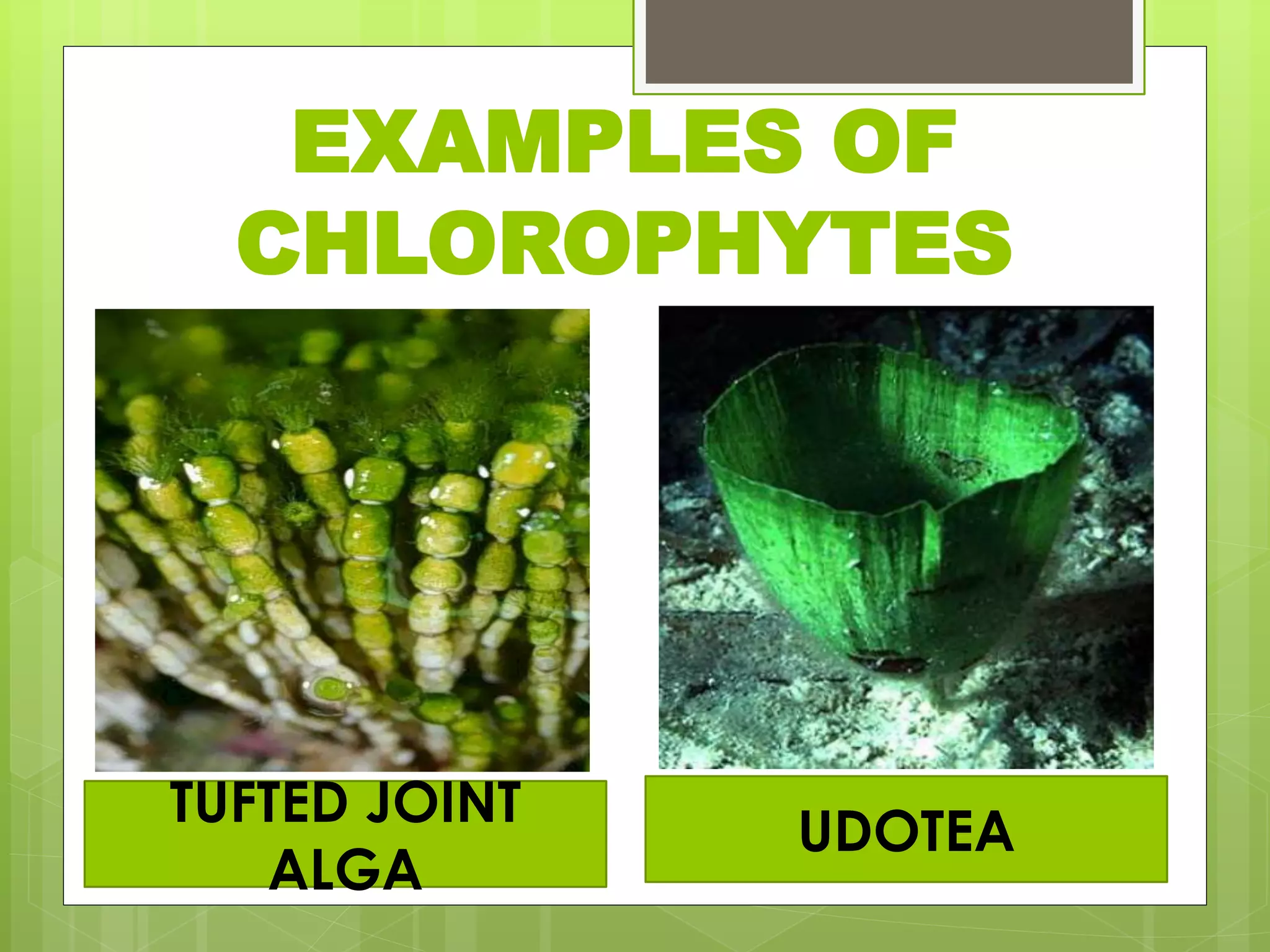 EXAMPLES OF
CHLOROPHYTES
TUFTED JOINT
ALGA
UDOTEA
 