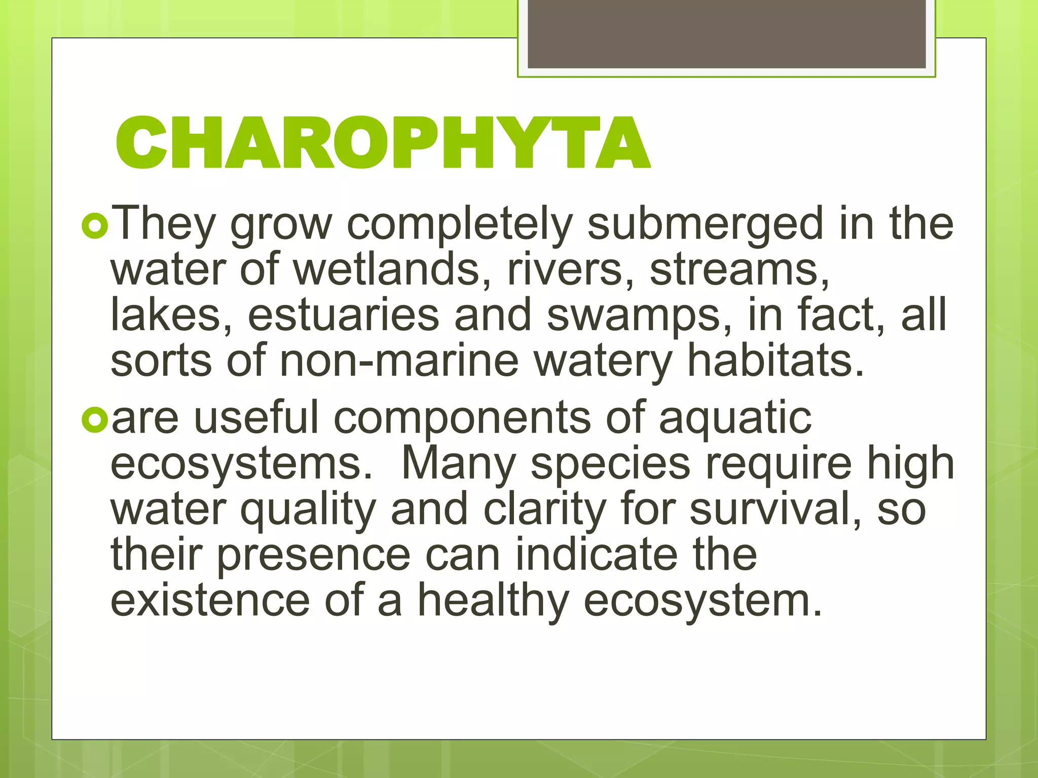 They grow completely submerged in the
water of wetlands, rivers, streams,
lakes, estuaries and swamps, in fact, all
sorts of non-marine watery habitats.
are useful components of aquatic
ecosystems. Many species require high
water quality and clarity for survival, so
their presence can indicate the
existence of a healthy ecosystem.
CHAROPHYTA
 