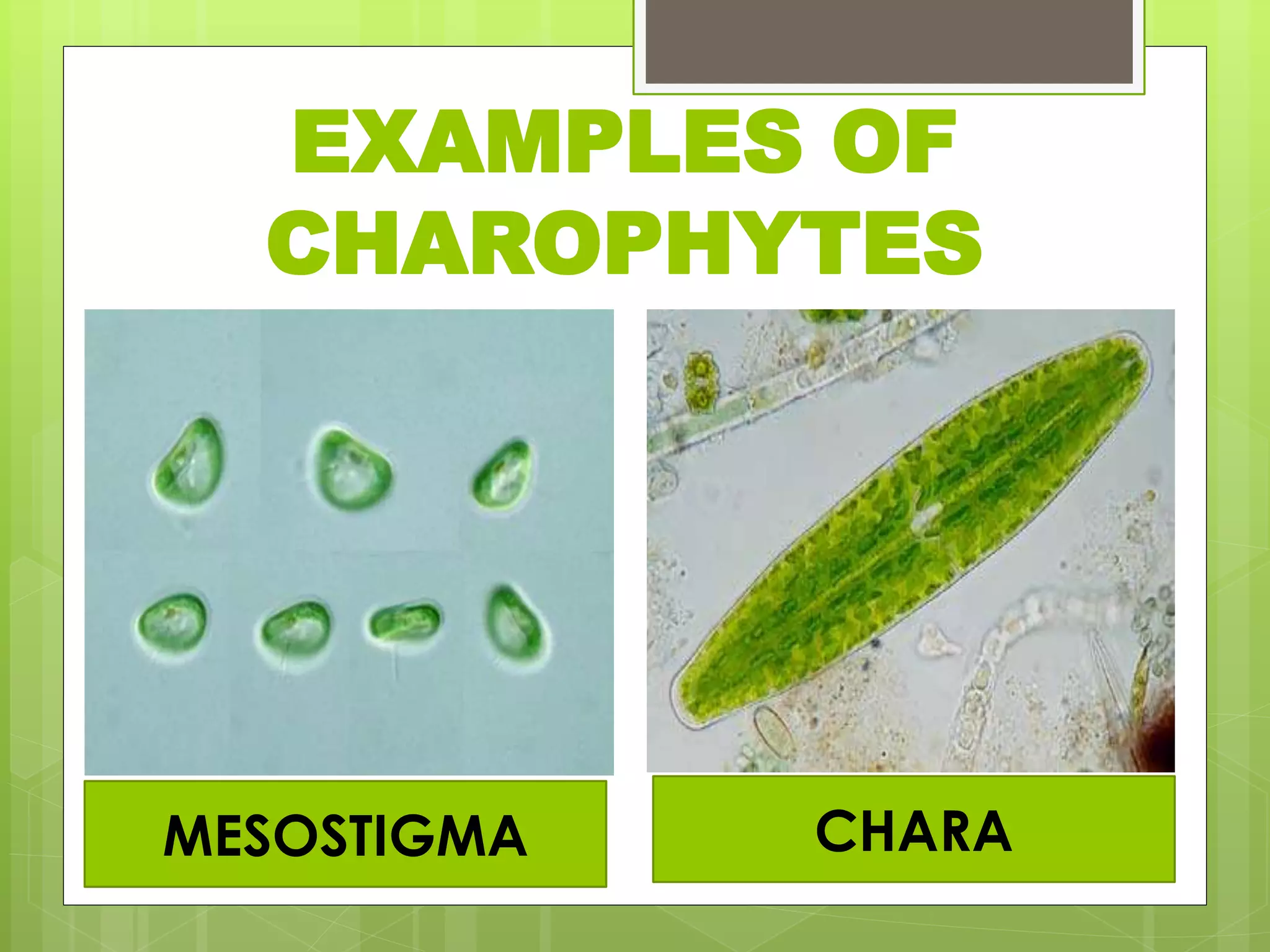 EXAMPLES OF
CHAROPHYTES
MESOSTIGMA CHARA
 